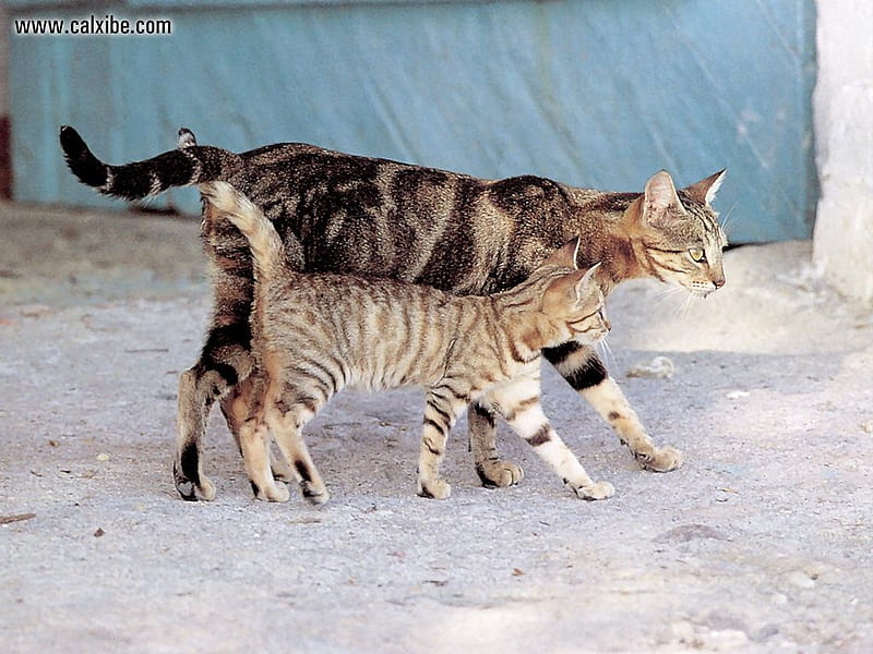 walking cats, nice, brown tiger, walking, cat, kitten, backyard, HD wallpaper