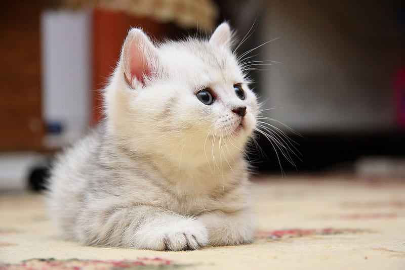 attentive, cute, cat, kitten, animal, HD wallpaper