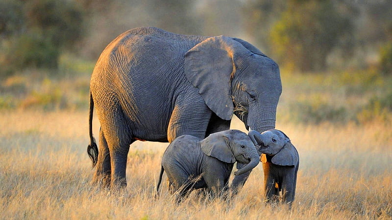 Elephant Family, Animal, Baby, Family, Elephant, Wildlife, HD wallpaper