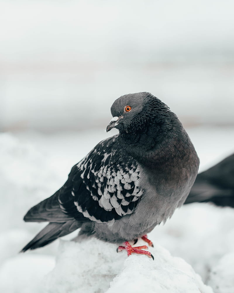 pigeon, bird, curious, gray, HD phone wallpaper
