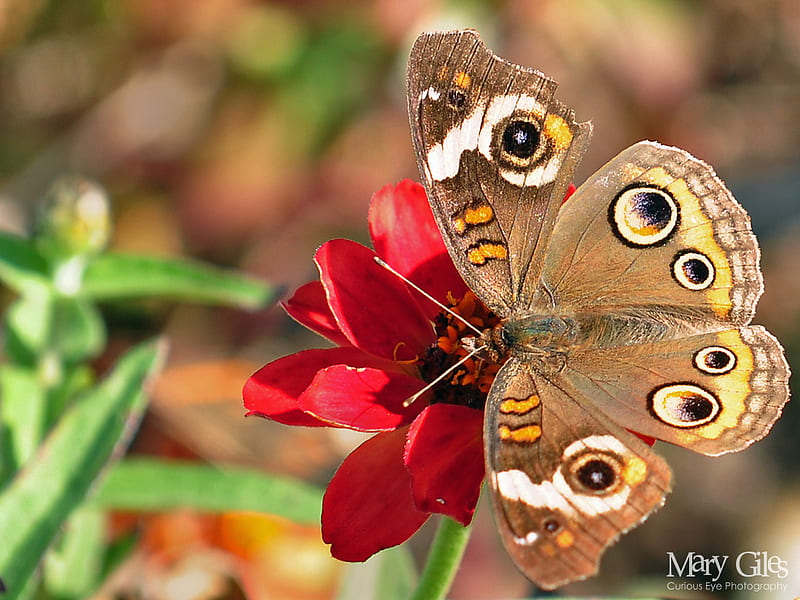 Like many eyes, red, amazing, wonderful, lovely, brown, bonito, butterflies, butterfly, green, flower, nature, white, eyes, animals, HD wallpaper