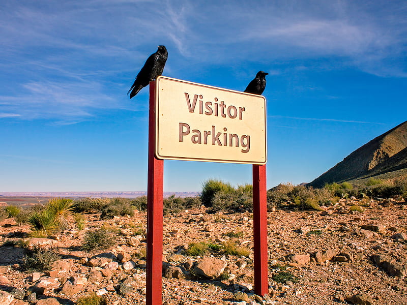 sign, parking, crows, birds, text, HD wallpaper