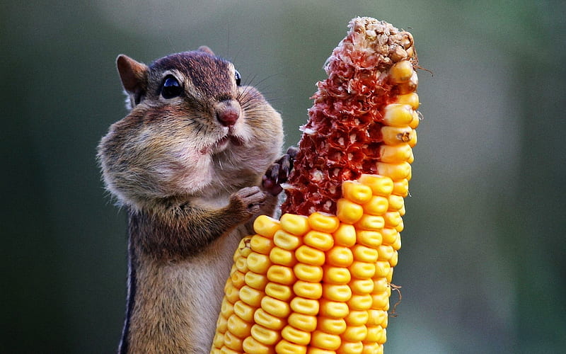 chipmunk eating corn-Animal, HD wallpaper