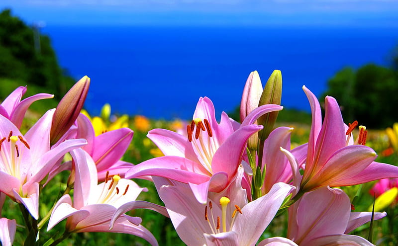PRETTY LILIES, lilies, nature, spring, pink, sea, HD wallpaper