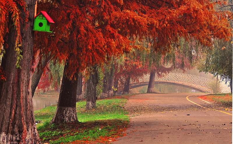 Autumn in the Park, toamna, ce, e, frumoasa, HD wallpaper
