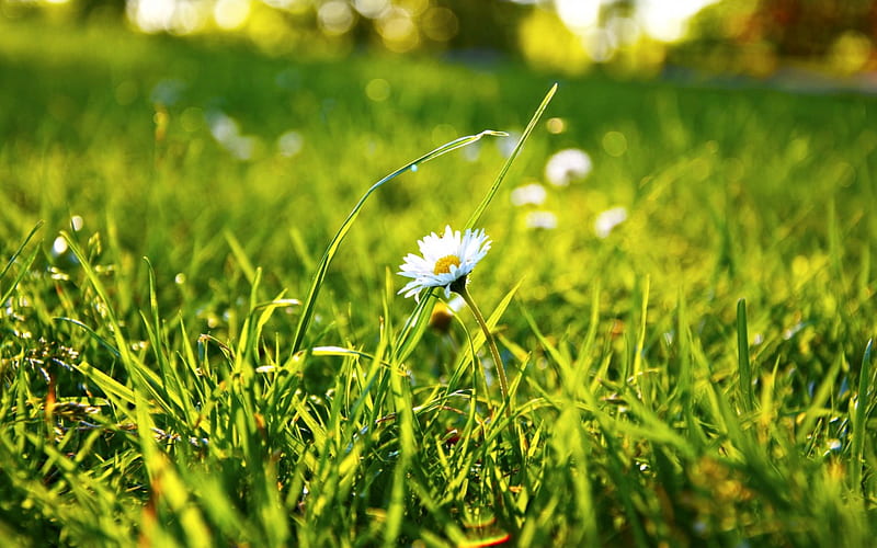 1080P free download | Daisy, pretty, grass, bonito, bokeh, close up ...