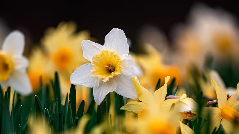 Focusing graphy Of White Yellow Daffodils Flowers Flowers, HD wallpaper