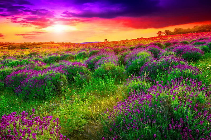 Colorful field sunset, pretty, colorful, grass, dazzling, bonito ...