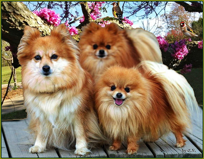 Cute dogs, flowers, spring, bird, dogs, HD wallpaper | Peakpx