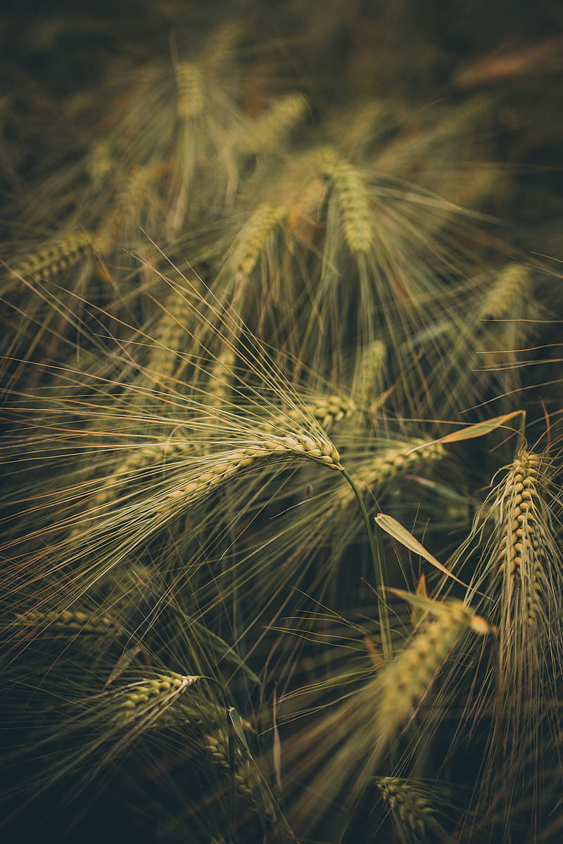 wheat, ears, field, grass, HD phone wallpaper