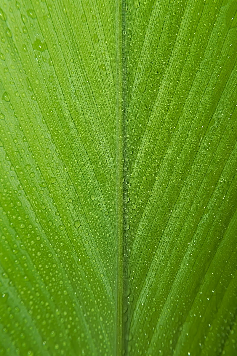 leaf, drops, macro, dew, HD phone wallpaper