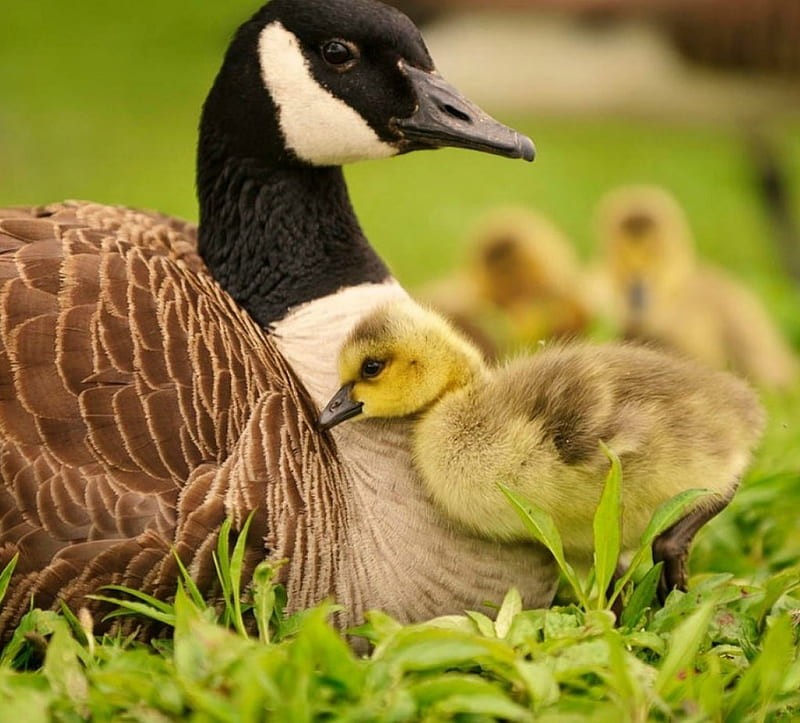 Goose mother, cute, goosling, goose, mother, HD wallpaper | Peakpx