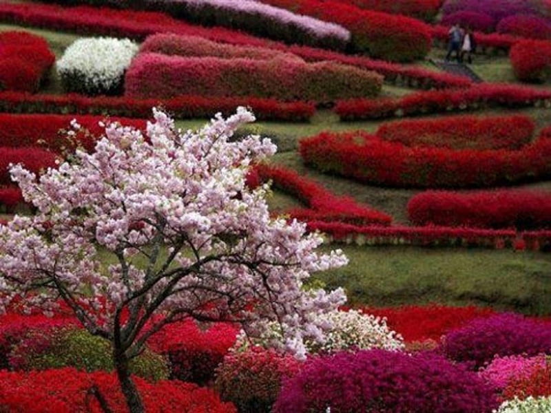 A Maze of Color, hedges, walkways, flowers, colors, nature, maze, HD wallpaper