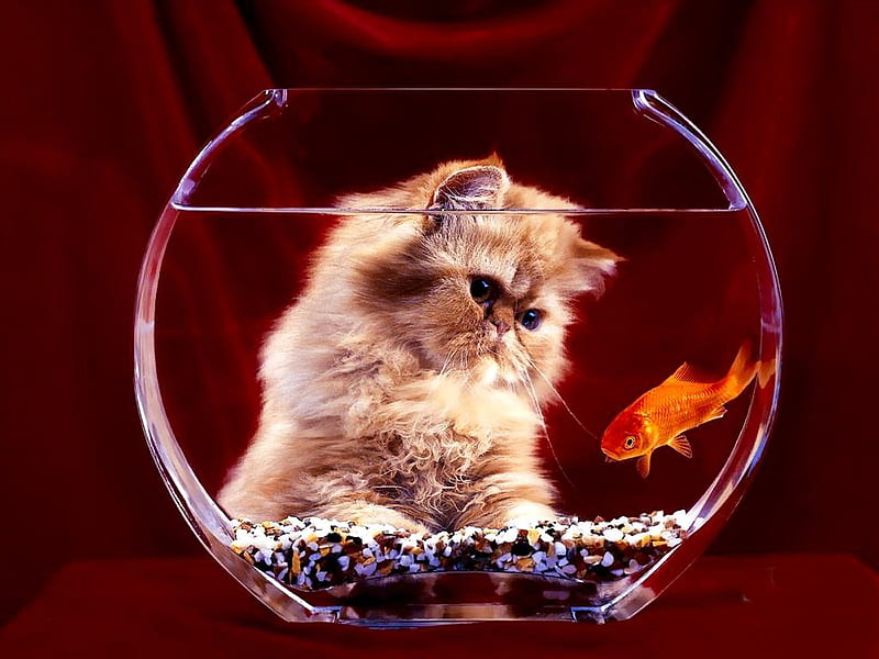 Kitty and golden fish, fish, golden, kitty, cat, sweet, cute, aqua, kitten, fishtank, HD wallpaper