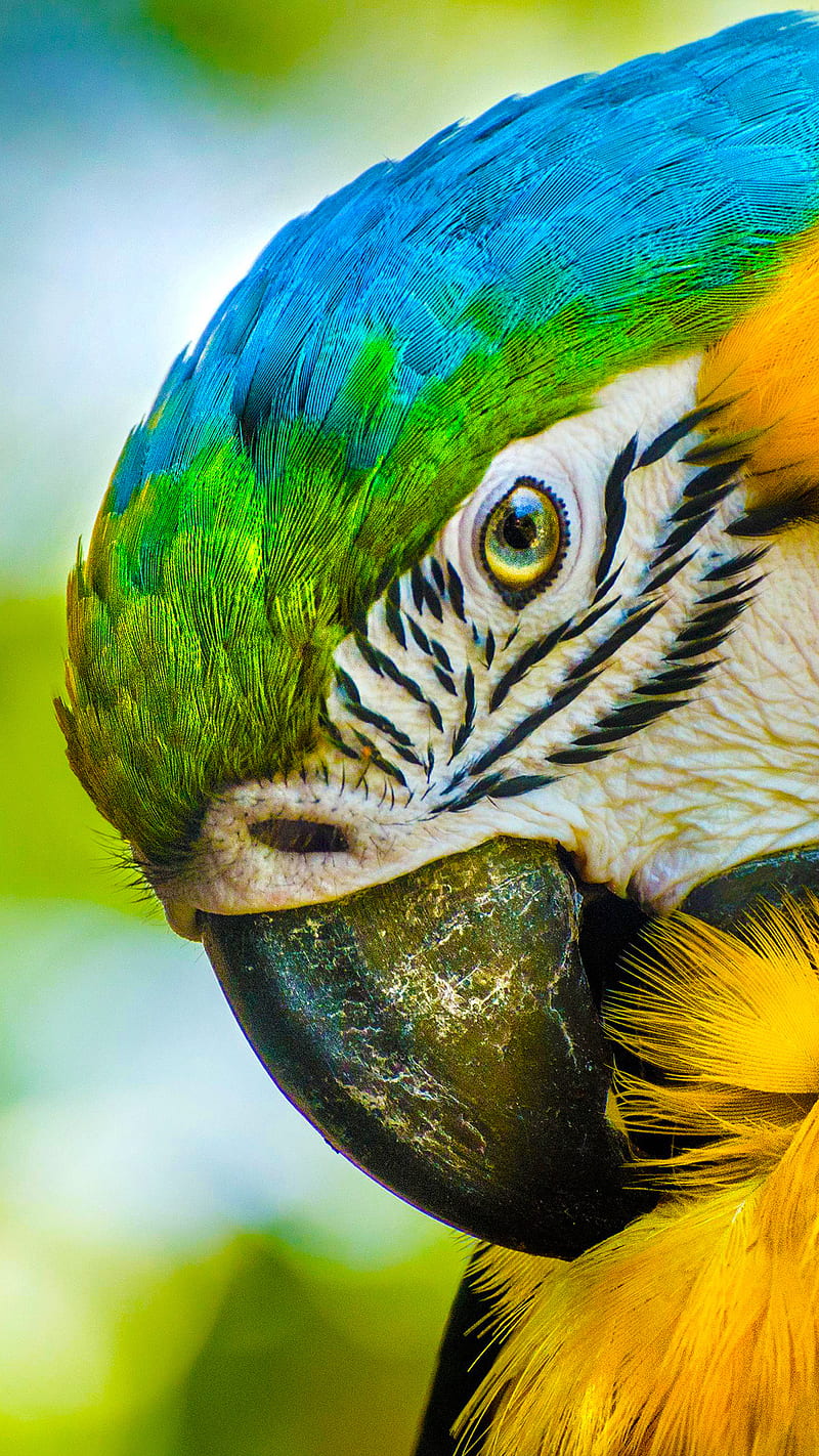 Loro Moto, hit, parrot, parrots, HD phone wallpaper