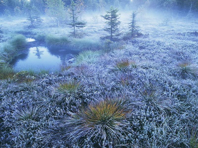 Peat Bog, Vosges Mountains, France, trees, fog, winter, cold, pond, water, mountains, plants, day, nature, field, frost, HD wallpaper