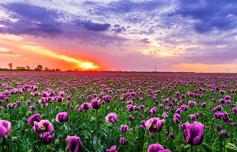 Field sunrise, field, fiery, poppies, flowers, sunrise, bonito, sky, HD wallpaper