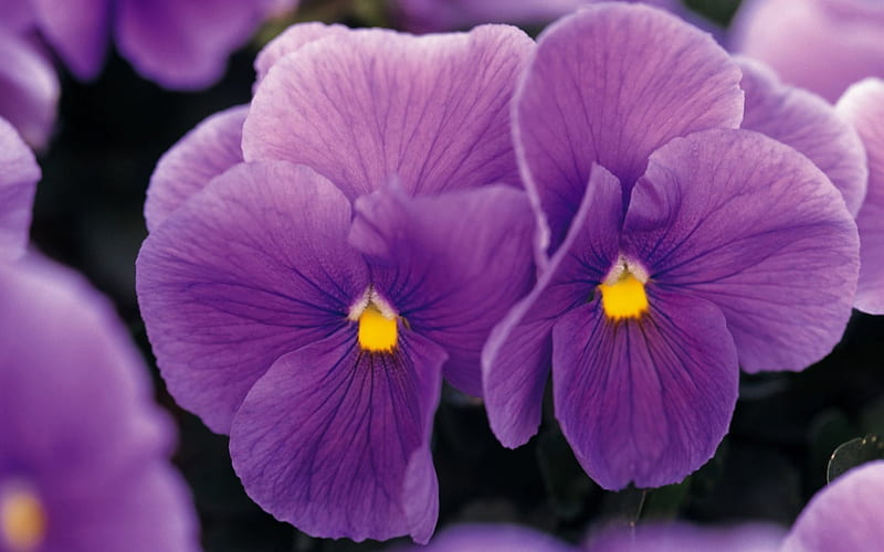 Pansies, purple, viola, macro, flower, flowers, pansy, violas, HD wallpaper