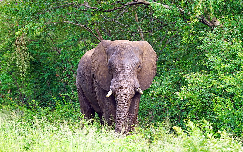 Big elephant, Africa, wildlife, african animals, elephants, HD wallpaper