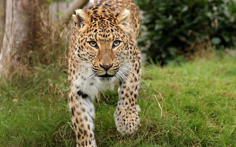 leopard, wild cat, predator, wildlife, wild animals, HD wallpaper