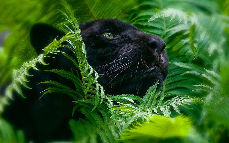 Fierce Feline, feline, fern, green, wild, black, fierce, cat, undergrowth, HD wallpaper