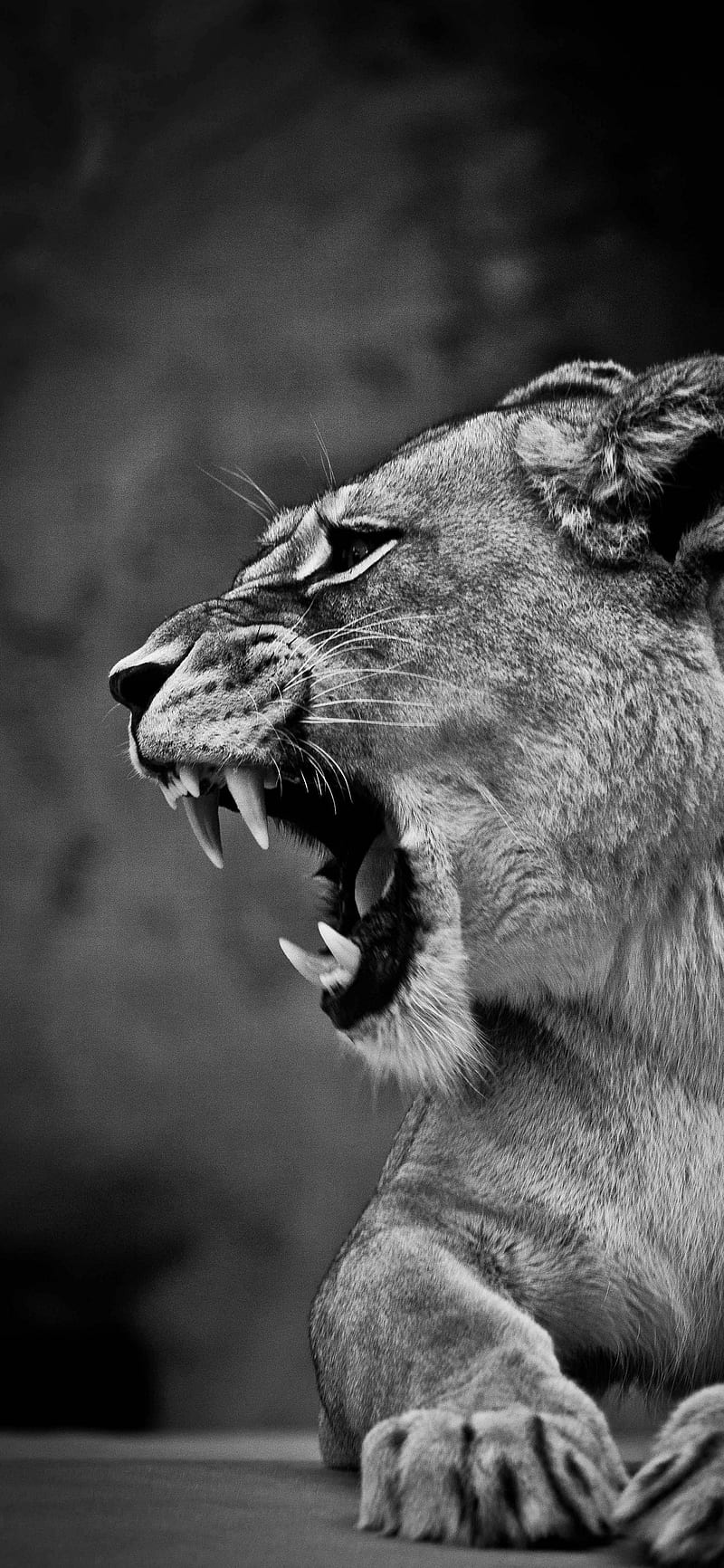Lioness animal wild HD phone wallpaper  Peakpx