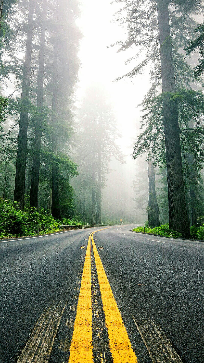 Road, fog, line, nature, tree, yellow, HD phone wallpaper