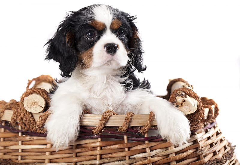 Puppy, paw, caine, black, animal, king charles spaniel, basket, white, dog, HD wallpaper