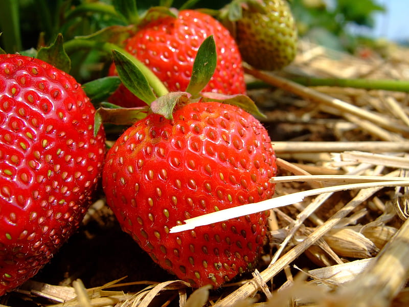 Strawberry Field, cool, fields, strawberry, pink, HD wallpaper