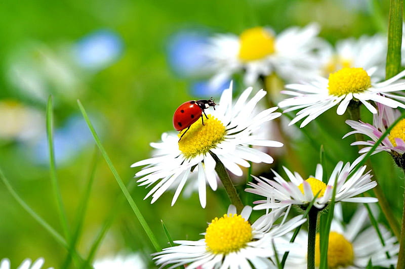 Spring mood, pretty, lovely, grass, greenery, bonito, spring, mood, ladybird, daisies, nice, green, flowers, nature, field, meadow, HD wallpaper