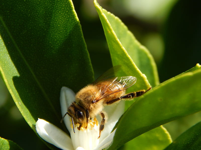 Honeybee on the Flower, pretty, honeybee, flower, nature, leafs, animal, bees, HD wallpaper
