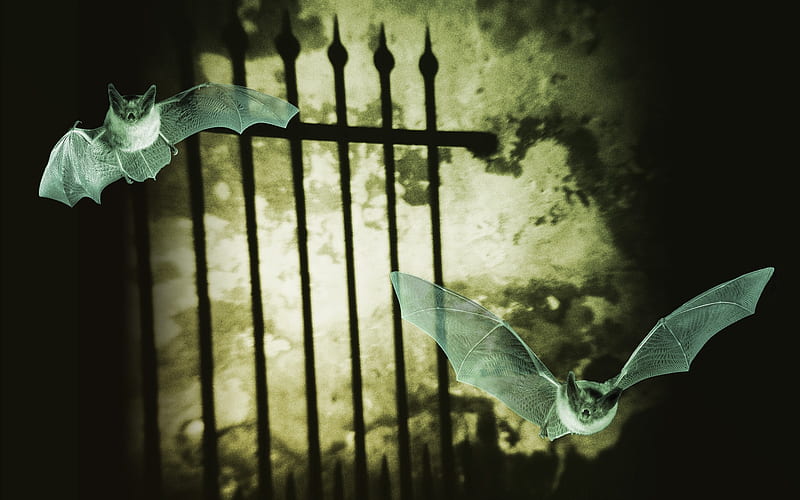mysterious iron and bat, HD wallpaper