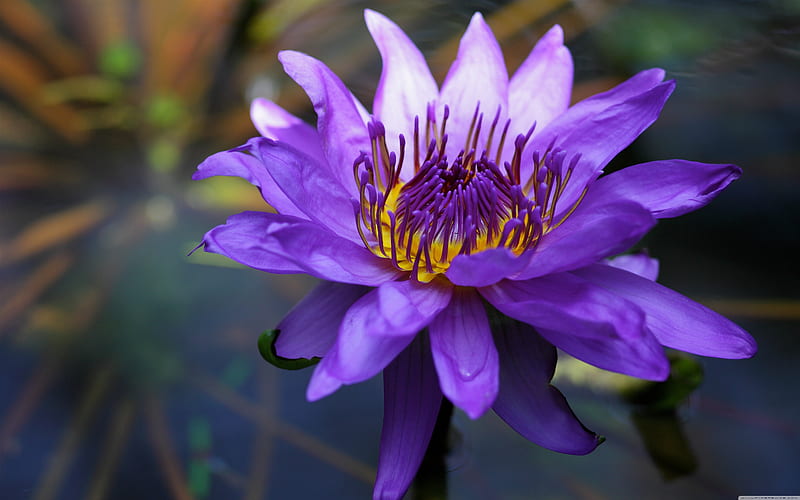 Water lily, flowers, nature, purple, HD wallpaper