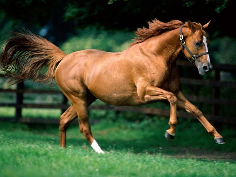 beautiful brown horses