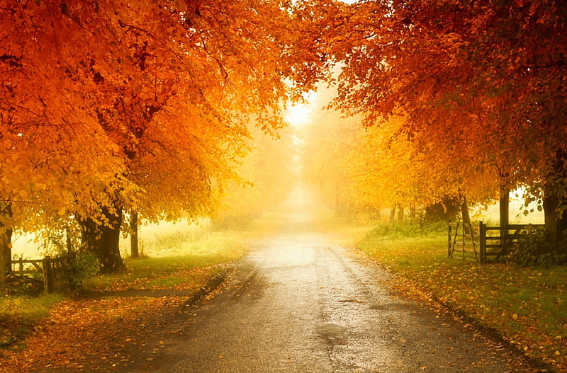 Autumn Colors, autumn, grass, orange, yellow, bonito, trees, England, leaves, green, fences, grove, morning mist, road, HD wallpaper