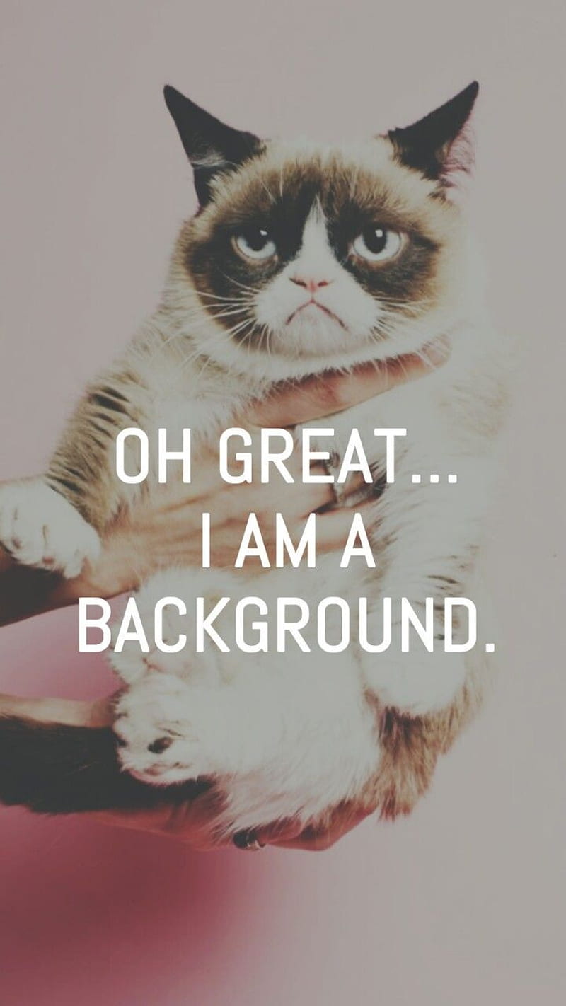 Cat, cats, grumpy, land, memes, meow, quotes, sayings, theme, wonder, HD phone wallpaper