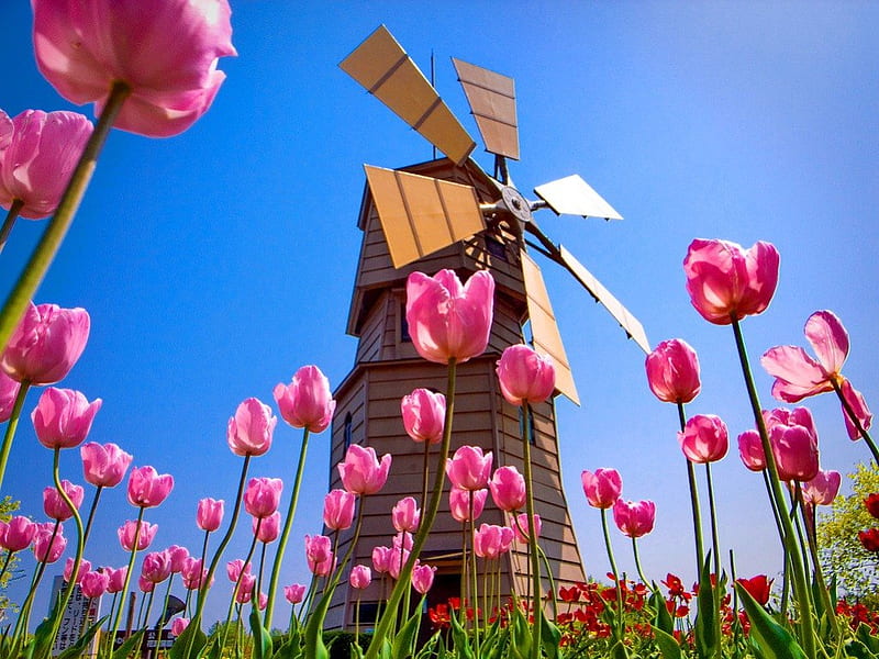 Tulips on mill background, windmill, lovely, mill, view, grass, wind, bonito, country, sky, countryside, nice, summer, flowers, nature, tulips, pink, HD wallpaper