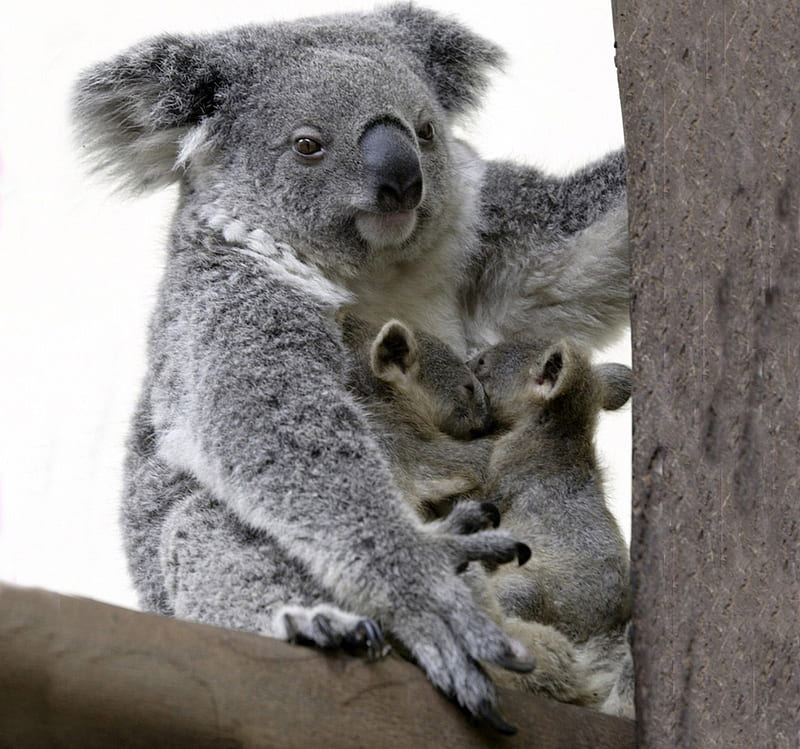 Koala, family, tree, bear, animal, HD wallpaper