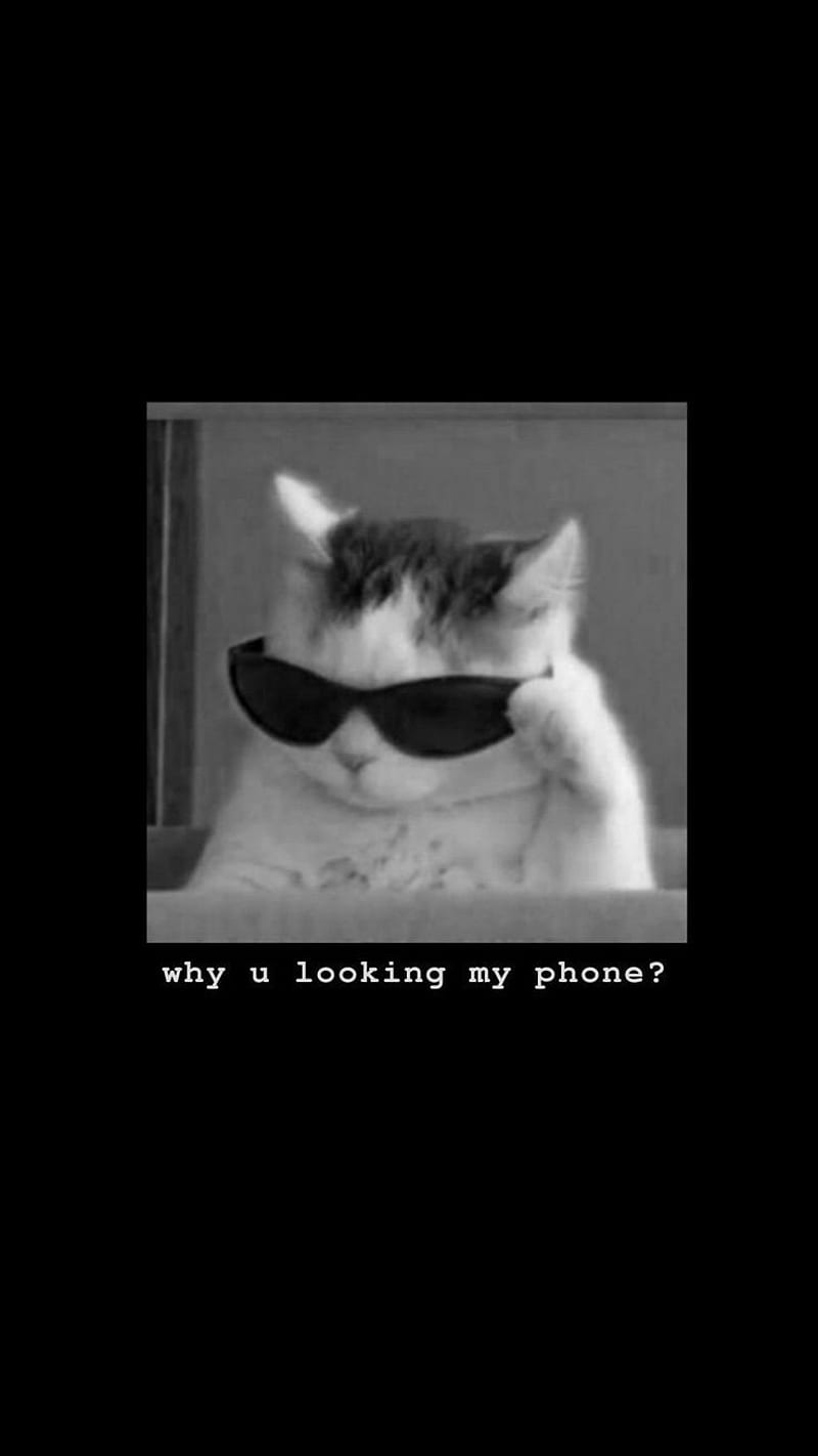 Cat lock screen , funny, mem, memes, phone, screens, sign, HD phone wallpaper