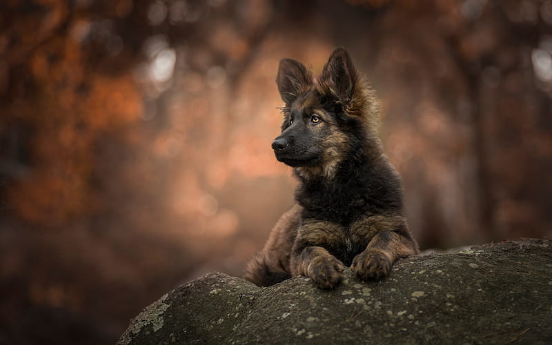 German shepherd, black fluffy puppy, pets, small cute dog, puppy, forest, autumn, HD wallpaper