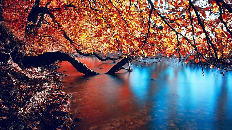 tree branches over the lake-Autumn landscape, HD wallpaper