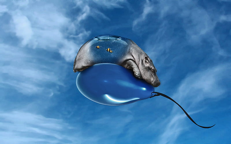 What The?, ballon, fish, hippopotamus, abstract, sky, clouds, water, animals, blue, HD wallpaper