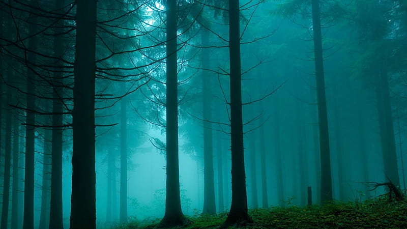 Misty blue, forest, spooky, haze, color, misty, trees, blue, HD wallpaper