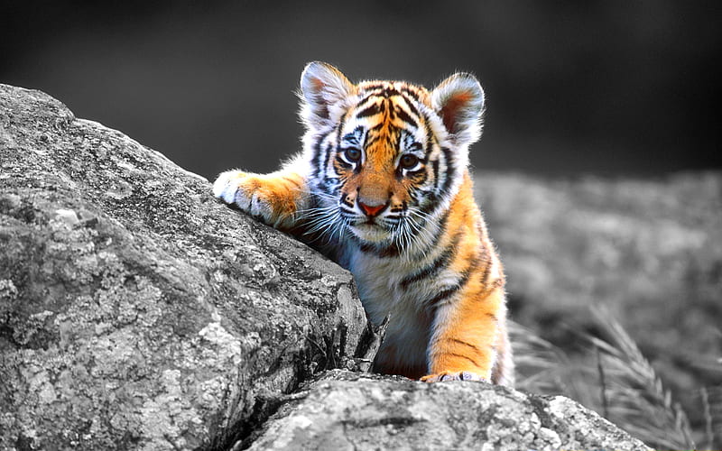 CUTE LITTLE BOY, cute, rock, cub, climbing, tiger, HD wallpaper