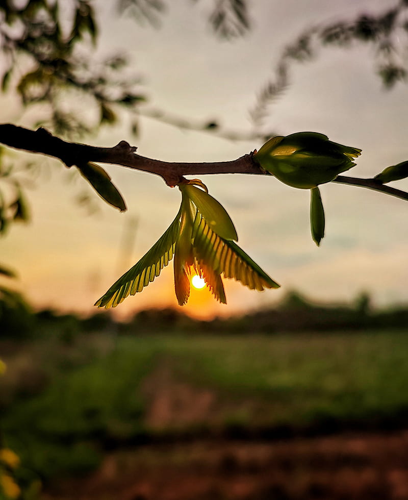 Sprout, bird, evening, fields, india, love, nature, sunset, tree, HD phone wallpaper