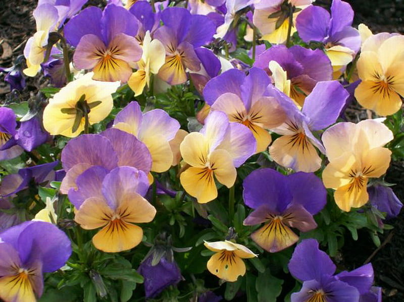 Bonitas violetas, violetas, amarillas, bonitas, flores, Fondo de pantalla  HD | Peakpx