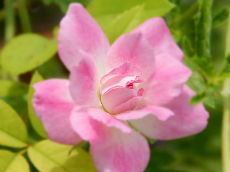Beautiful Pink Rose, pretty, blur, bonito, roses, light color, graphy ...