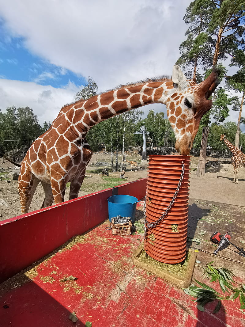 Kolmarden Giraffe, animal, zoo, wild life, savana, HD phone wallpaper