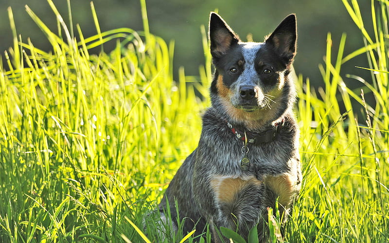 Blue Heeler, green grass, Australian Cattle Dog, summer, lawn, dogs, Australian Bouvier Dog, pets, Australian Heeler, Queensland Heeler, HD wallpaper