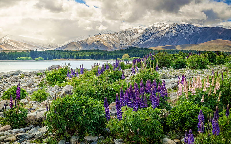 New Zealand mountains, lupins, lake, beautiful nature, clouds, HD wallpaper